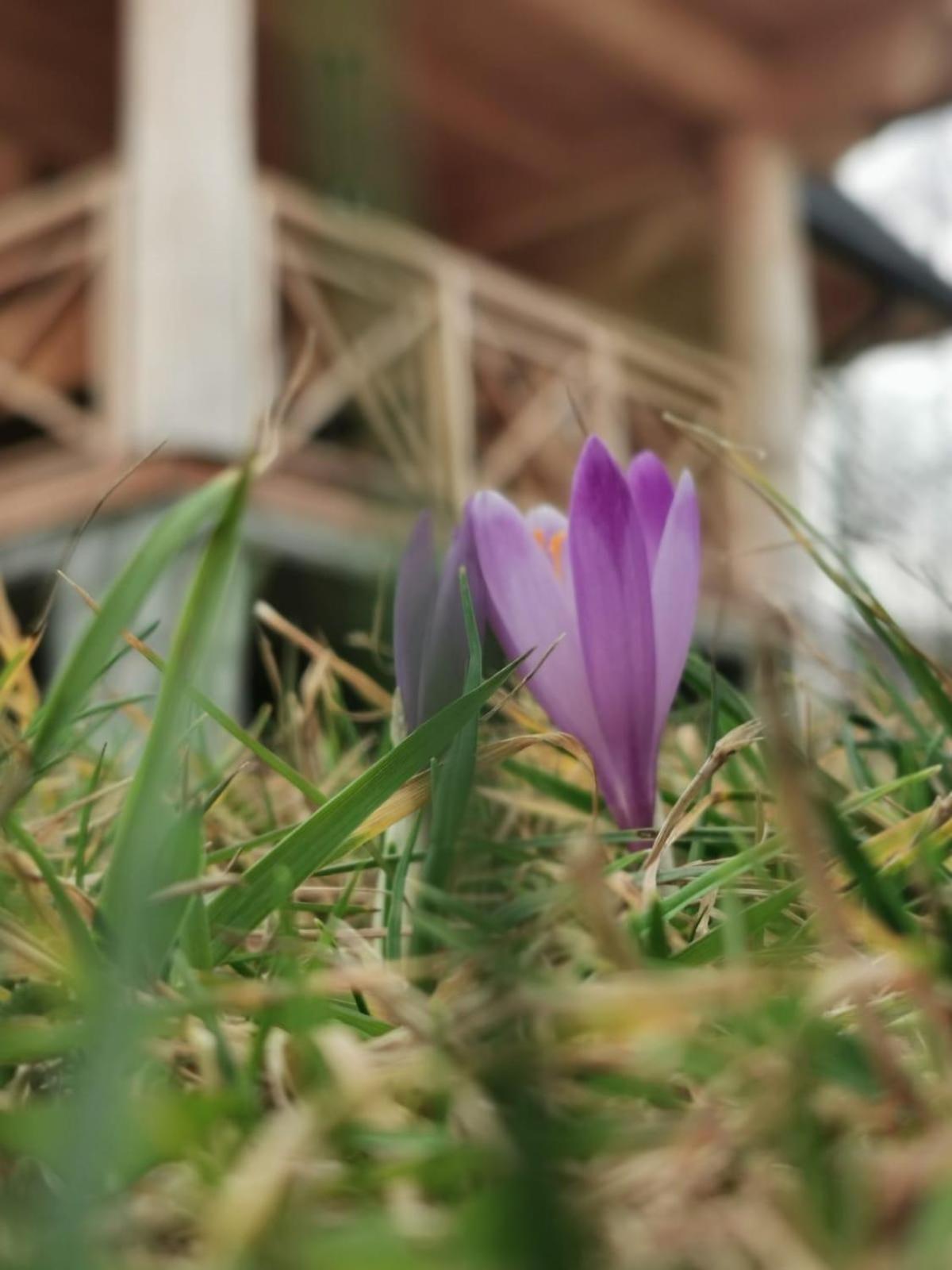 Chalpy Pod Ostryszem Villa Ciche  Bagian luar foto
